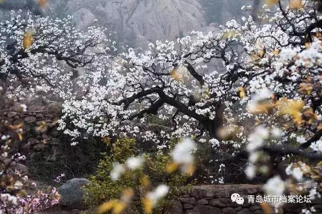 青岛城市记忆公园,青岛十景图片