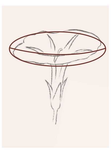 牡丹切瓣花国画画法,国画山茶花花瓣画法