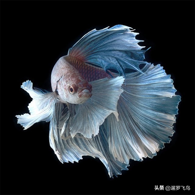泰国宣布暹罗斗鱼为“国鱼”*旗国**鱼身价百倍