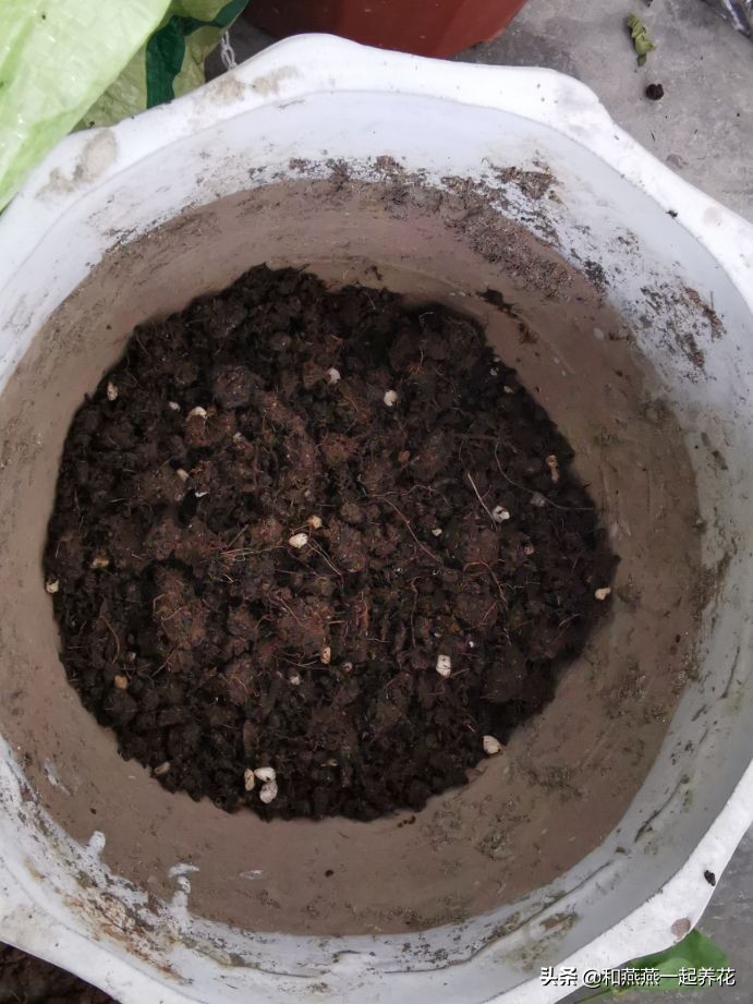 燕燕带你一步一步揭秘为什么花市买的茉莉花不换盆养不活