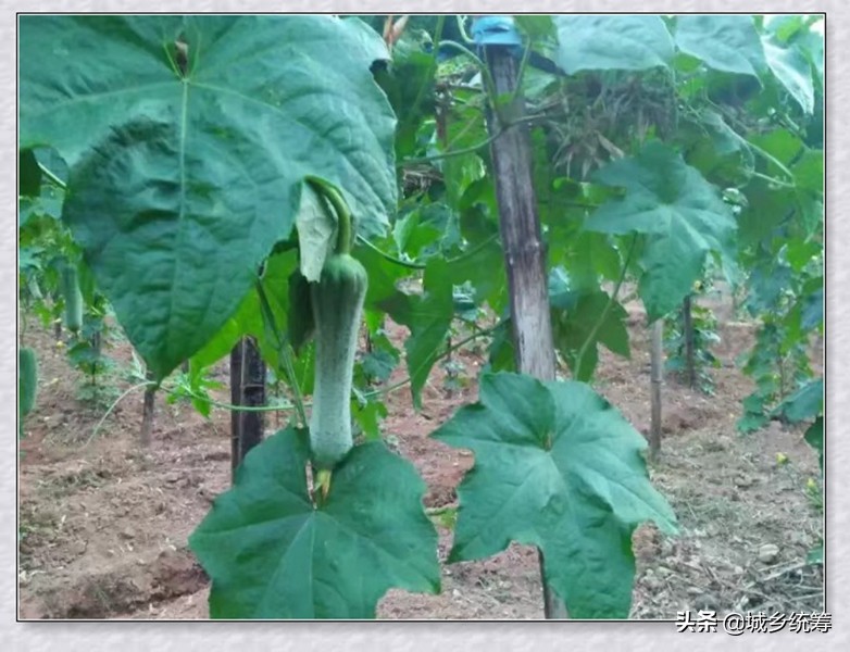 江津区中山镇石天井兄弟农家乐休闲避暑好去处