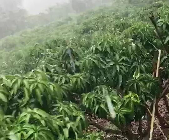 芒果满足催花的条件,芒果催花之前要做什么工作