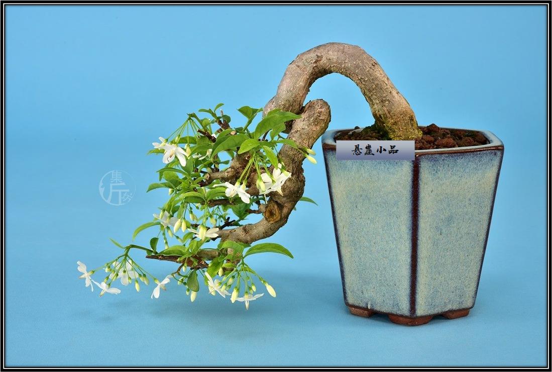 腊梅鸭脚木盆景图 (适合北方室内养的杂木类盆景)