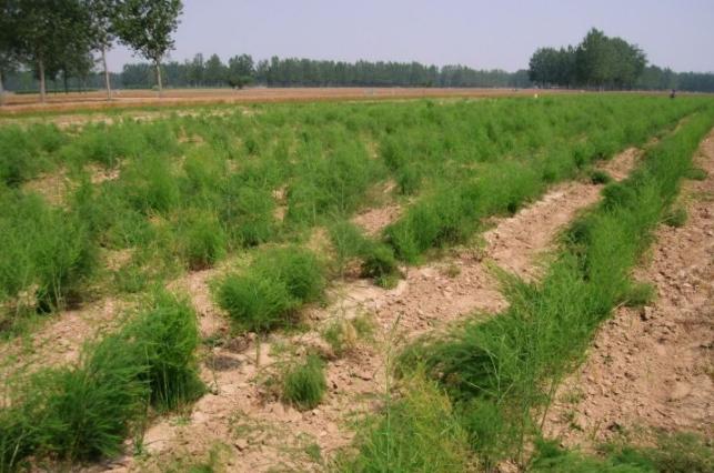 芦笋栽培及田间管理,芦笋种植技术和注意事项