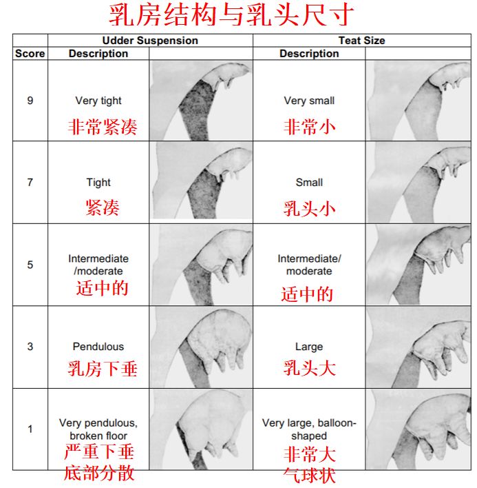 繁育母牛应注意几个主要环节,繁育母牛饲养管理标准