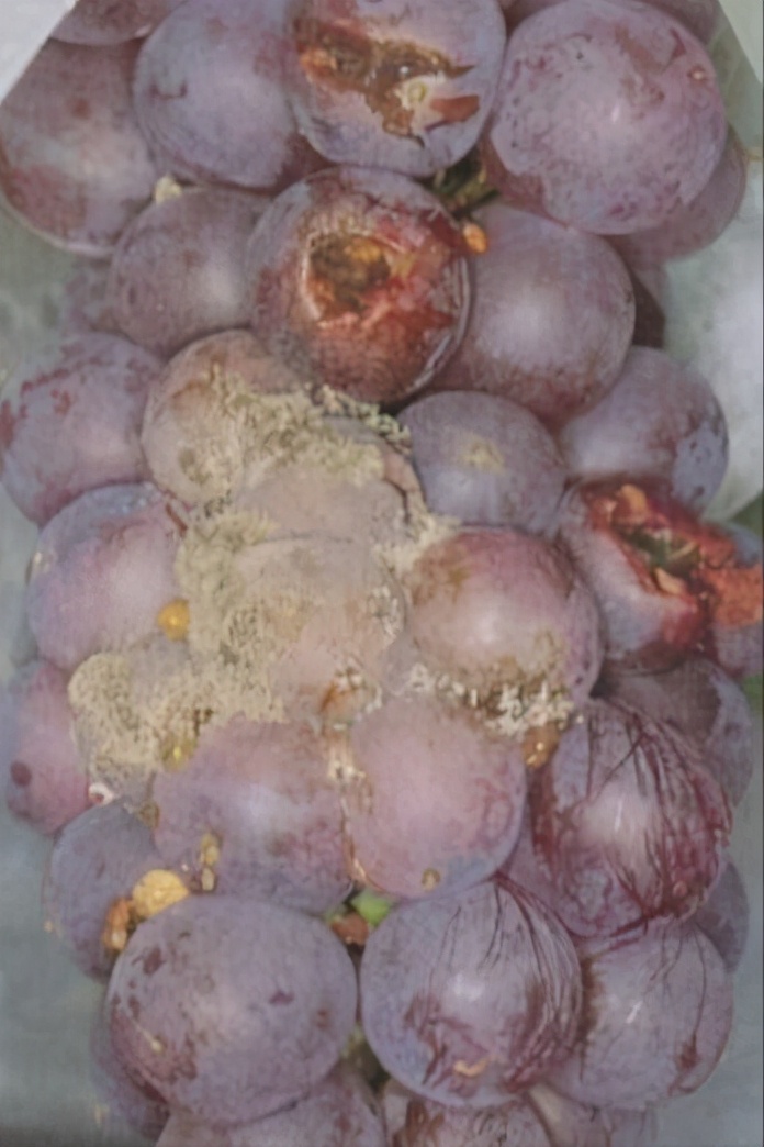 李子白粉病和灰霉病区别,李子出现褐腐病怎么办