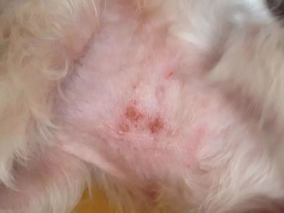 狗狗常见的皮肤病怎么整治,狗狗常见皮肤疾病