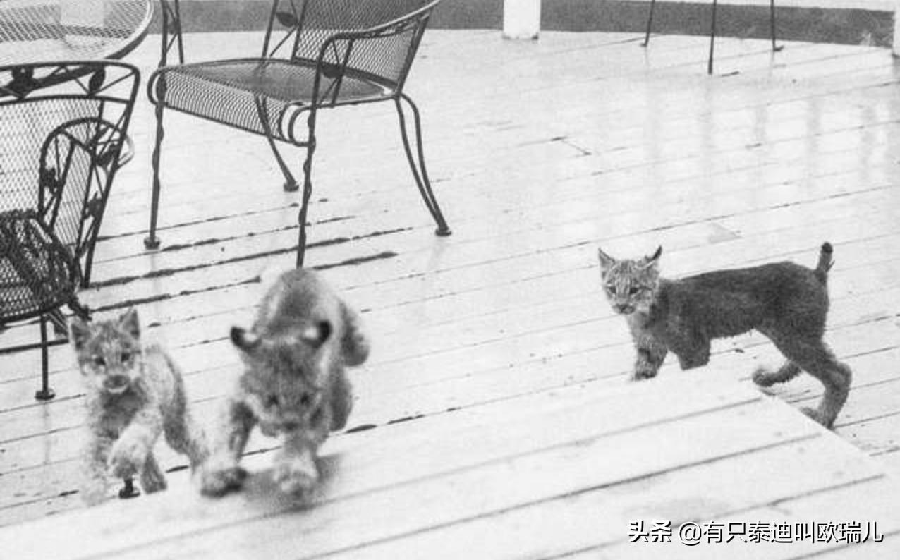 外面传来咚咚声把他吵醒，起床查看：家门口被它们占领了！