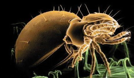 外出多注意防护，小小寄生虫的破坏力可不容小觑