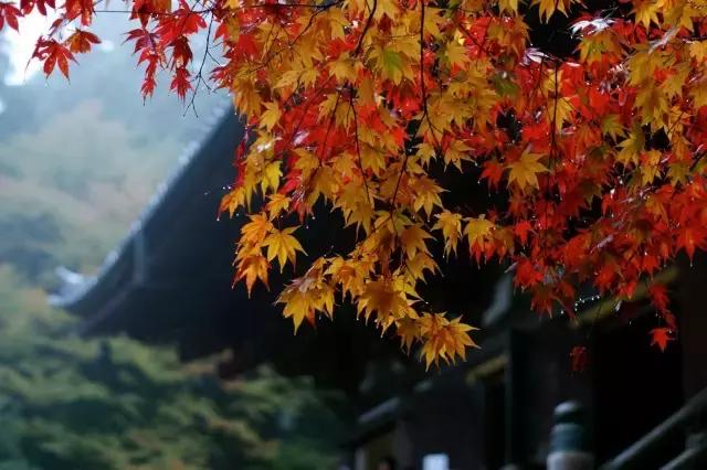 日本是一个值得一去再去、并深入探索的国家