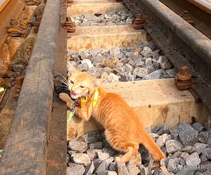 猫咪项圈对人有没有危害,猫咪项圈对猫咪有危害吗