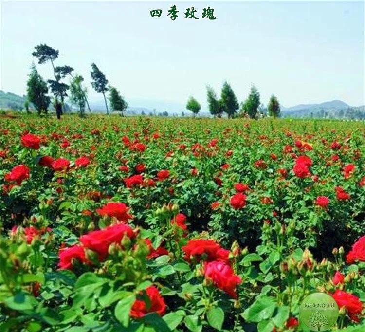 四季风玫瑰图,四季玫瑰造型树