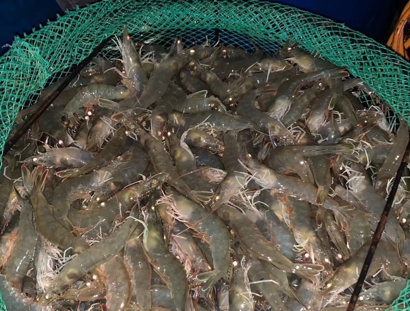 国内对虾养殖的主要品种有哪些,对虾养殖产量最高的三大品种