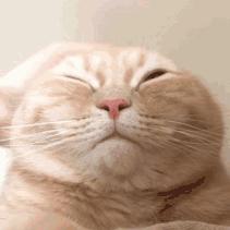 懒人最新逗猫技巧，让小猫玩的根本停不下来