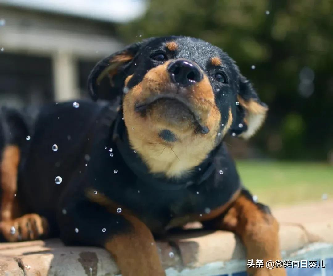 狗狗听力弱怎么办,狗听力不好怎么办才能恢复正常