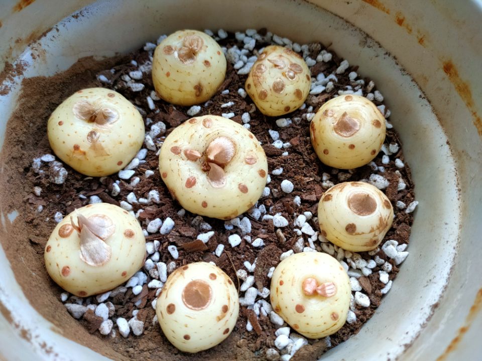 番红花种植方法,番红花为什么被称为植物之王