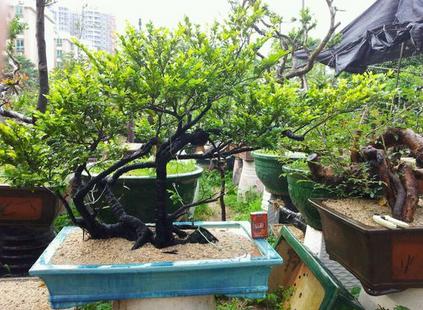 盆景最忌讳什么树,盆景十大忌讳什么