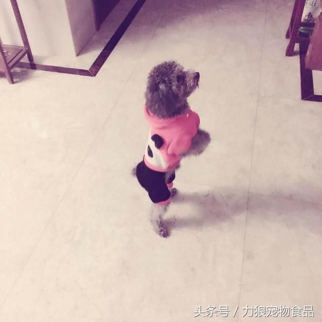 狗狗冷知识500条,狗狗柯基冷知识