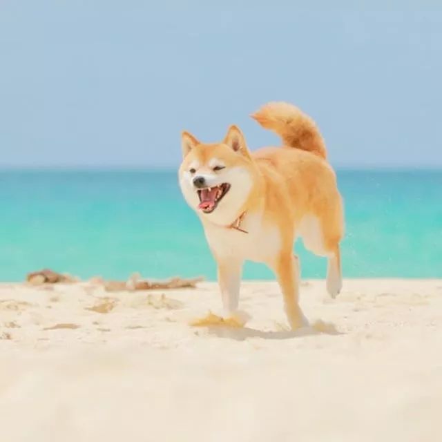 比人还会拍照的狗，简直萌炸朋友圈了