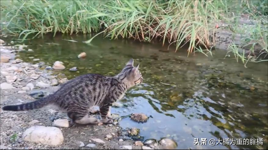 猫妈妈教小猫爬,猫妈妈教猫