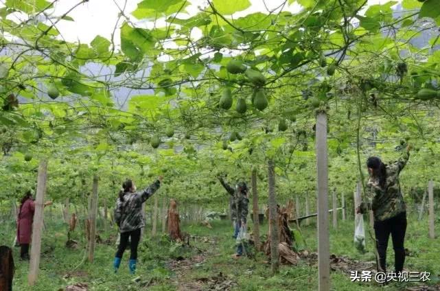 抓防疫保春耕两不误,促融合防疫春耕两不误