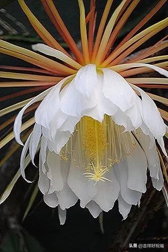 送给群友的美图,最新群相册大全