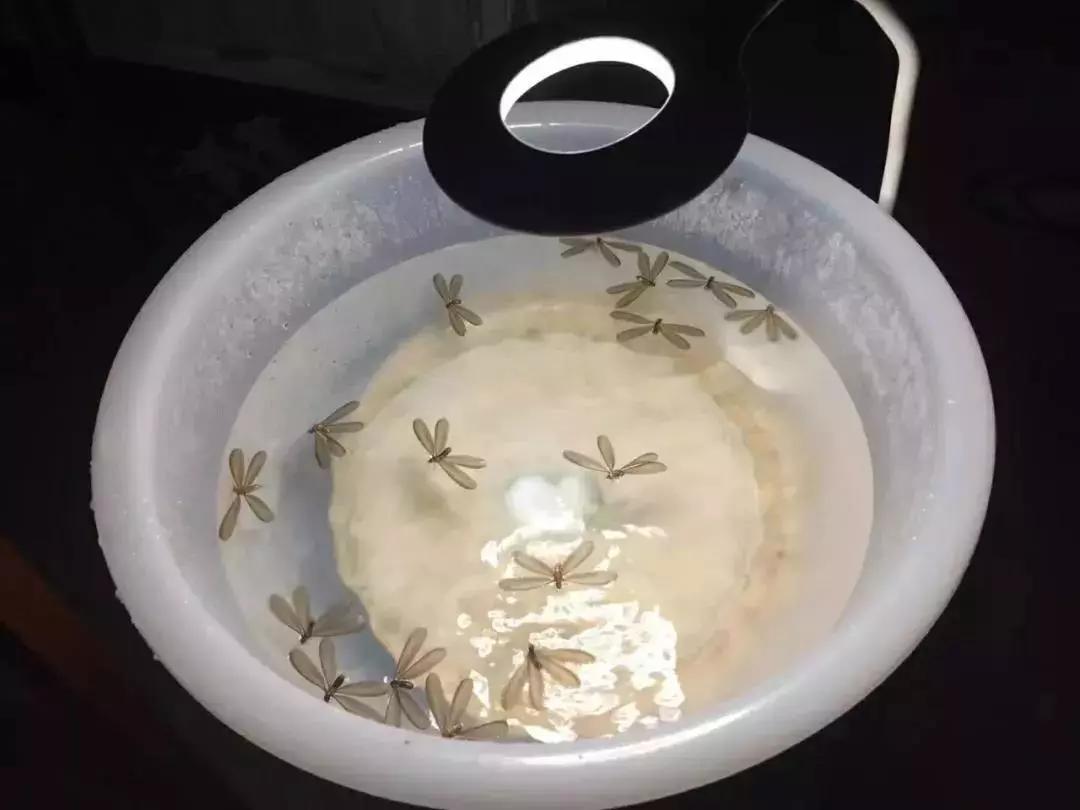 最近很多人吓得不敢开灯的视频,最近很多人被吓得不敢开灯的视频