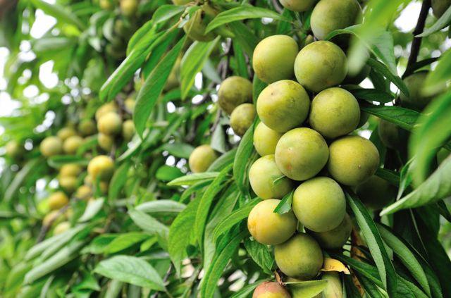 重庆到统景温泉攻略,重庆统景温泉一天旅游攻略