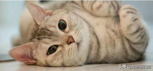 如果猫咪出现这三种情况要注意了,猫咪如果有这5种反应