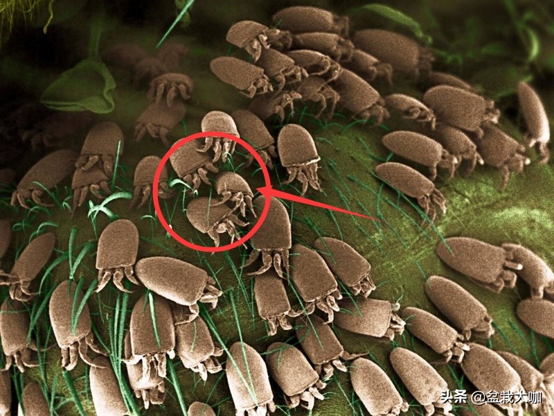 怎么彻底解决螨虫的问题,螨虫真这么可怕吗视频播放