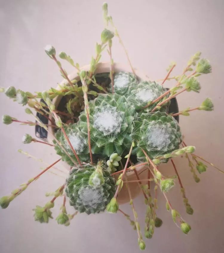 最美的20种多肉,15种最美的多肉