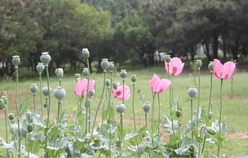 禁毒五大知识,关于识毒禁毒的知识