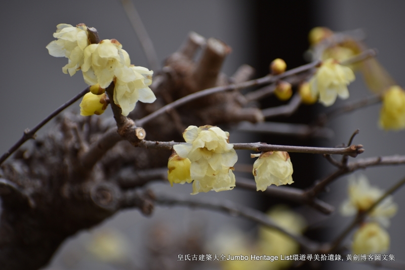 第997回：斋藤道三长良川战，明智光秀本能寺变