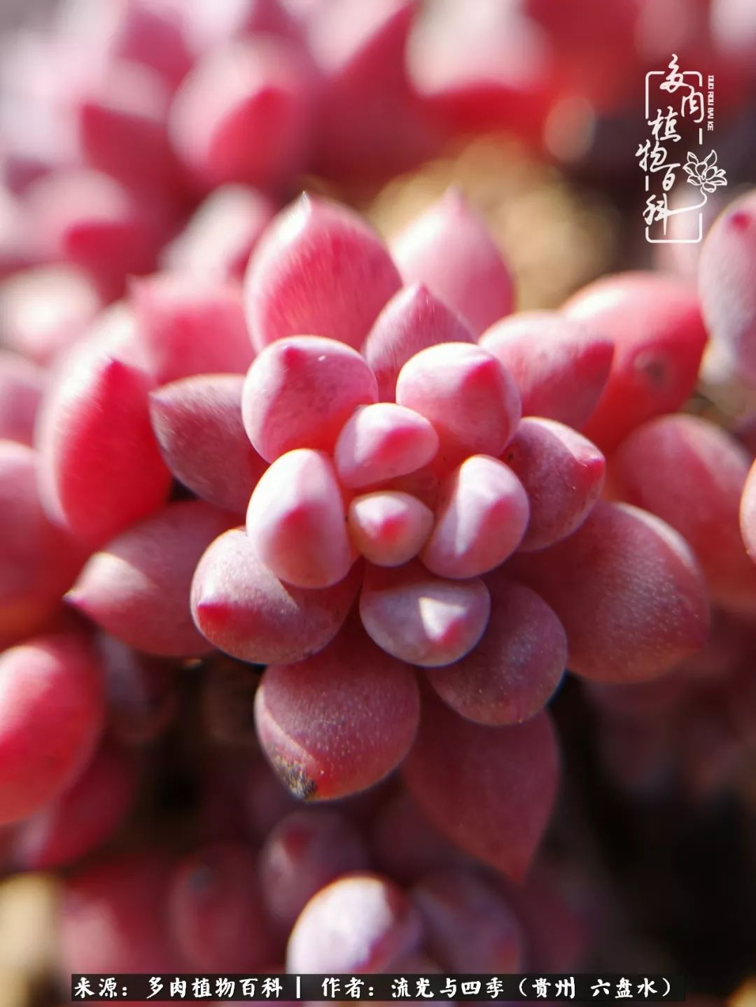 养多肉这几点新手必要知道,在养多肉的路上越走越远