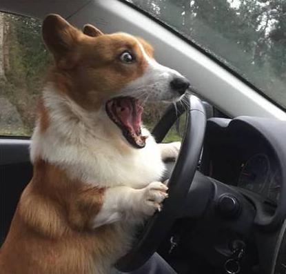 比格犬和柯基犬优缺点,威尔士柯基犬优缺点