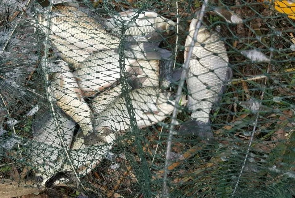 野战蓝鲫怎么样,野战蓝鲫如何开出最好的状态