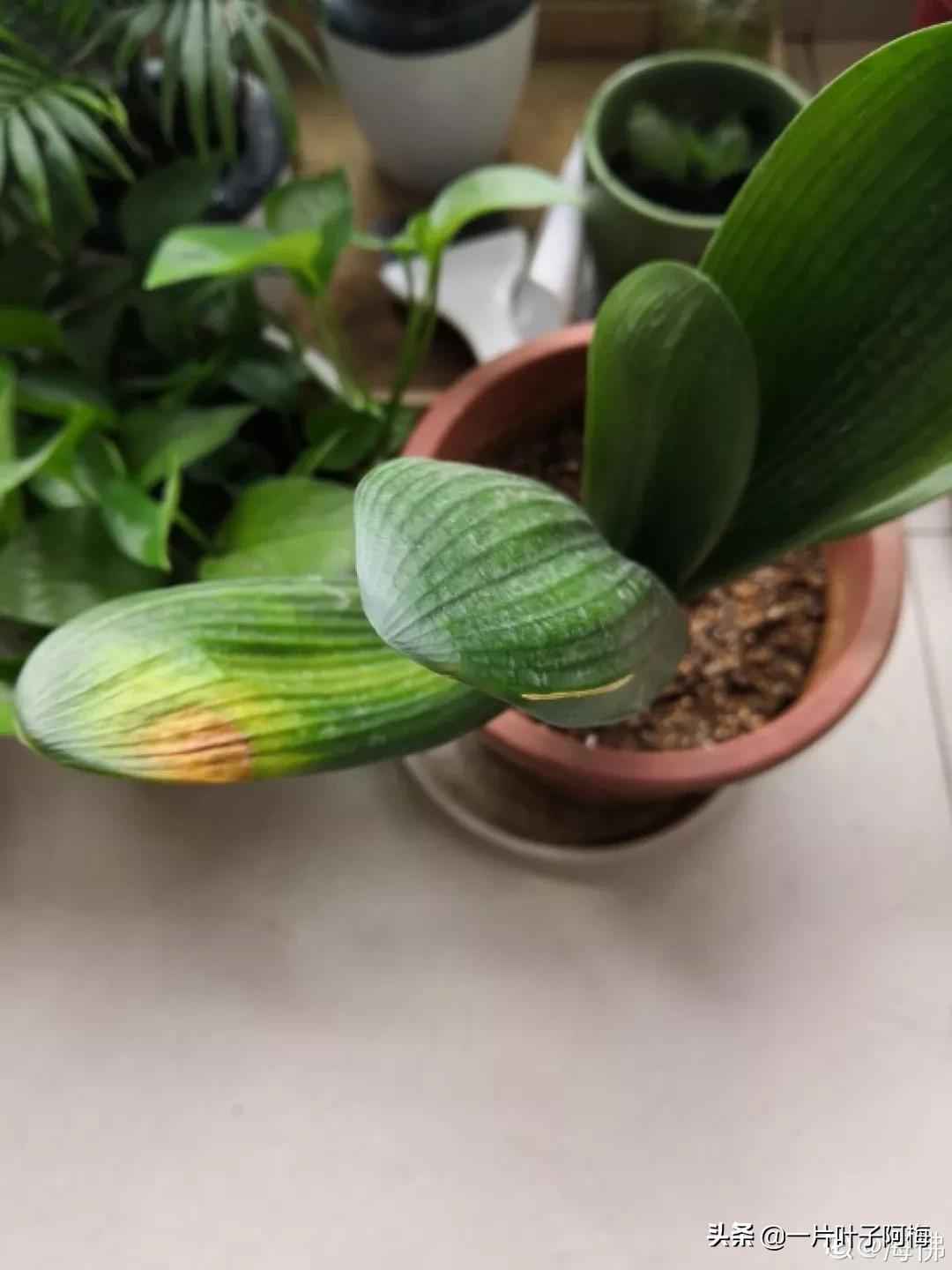 叶子软塌塌,叶子缺水卷曲怎么补救