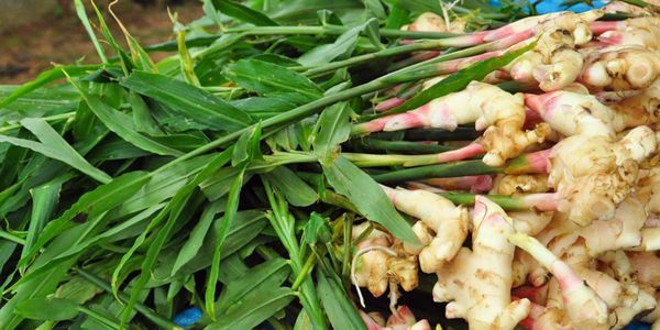 精油小知识罗马洋甘菊,精油小知识大全