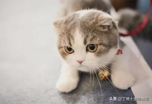 折耳猫软骨发育不良,苏格兰折耳猫都会患软骨病吗