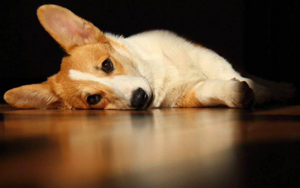 狗狗突然反常在家里大小便,狗狗哪些奇怪行为