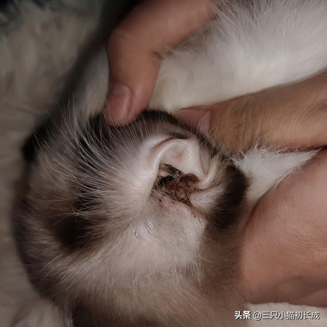 猫咪耳朵油腻腻的该怎么办,猫咪耳朵油油的有泥垢如何清洗