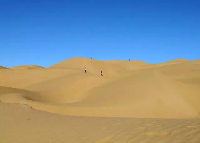 细条顶级糖玉,顶级糖玉什么价