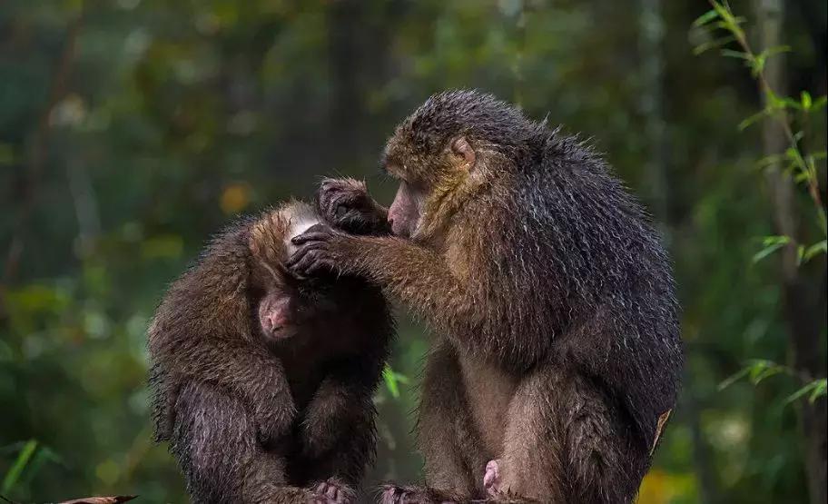 上焦山看云海，奇趣动物之旅，这个地方离成都只有4个小时车程