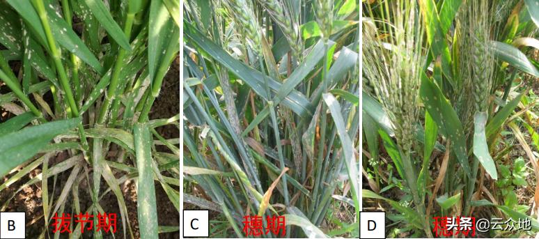 小麦粉霉病,小麦黑粉病用什么农药