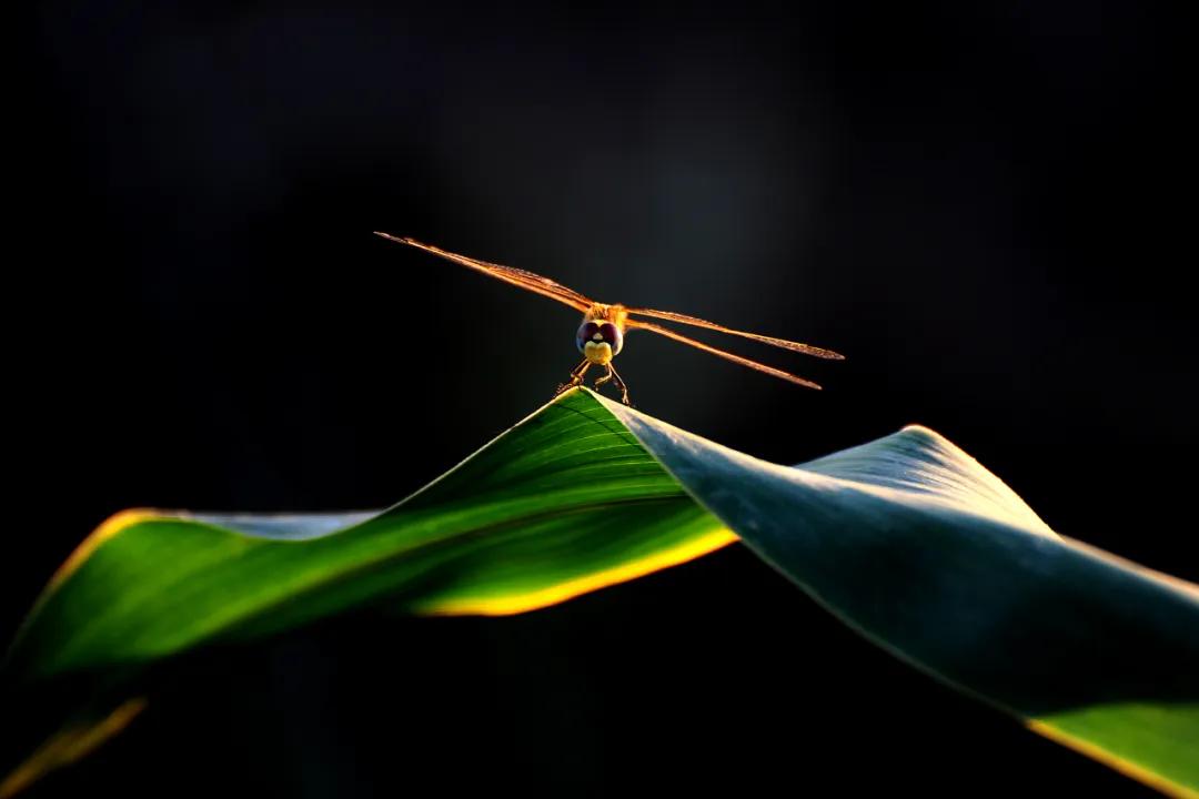 香港第14届全国摄影艺术展,第29届全国摄影艺术展览获奖名单