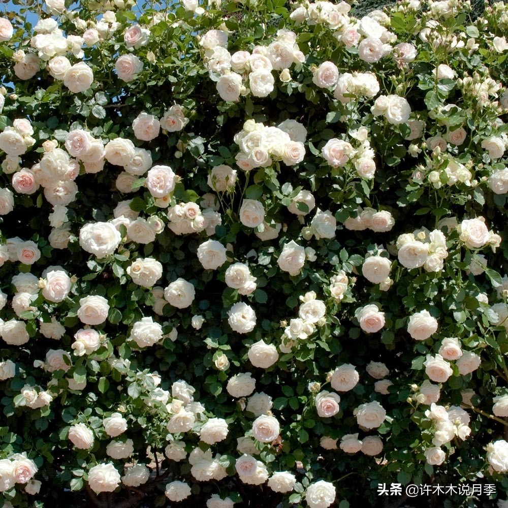 最漂亮10种藤本月季品种,50个经典藤本月季品种推荐