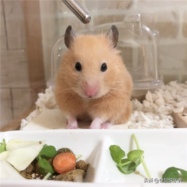 仓鼠吃饭但是不喝水怎么办,要是仓鼠不吃粮食也不吃饭怎么办
