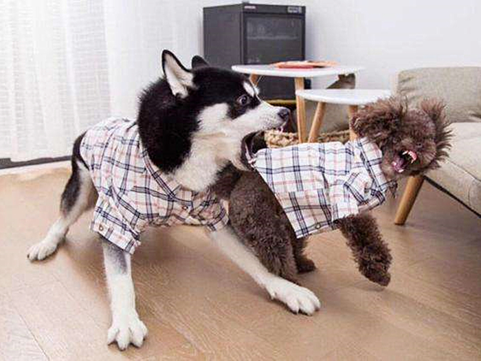 哈士奇辟谣,哈士奇不听话铲屎官拿出一样兵器