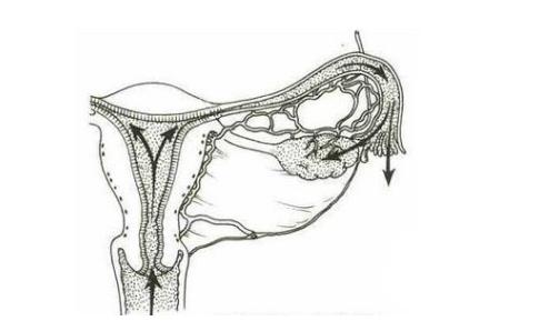 做输卵管检查时要注意哪些,女性做输卵管检查前注意事项