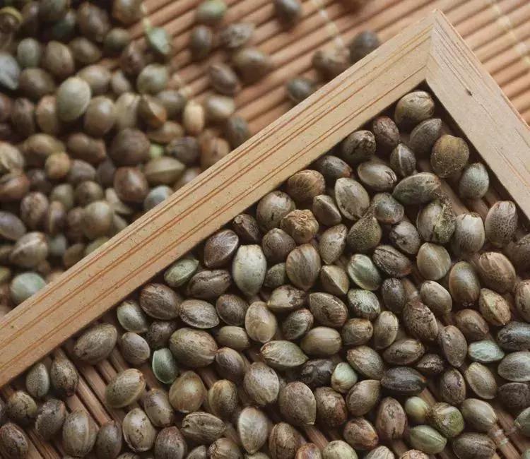 长寿老人吃火麻,巴马人长期吃火麻吗